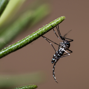 Réunion publique d'information sur les moustiques 