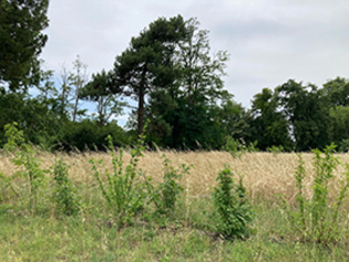 pause verte pour Brivazac Canda