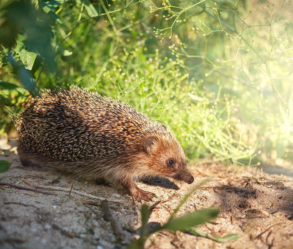 Image média: Sauvegardons notre petite faune sauvage 