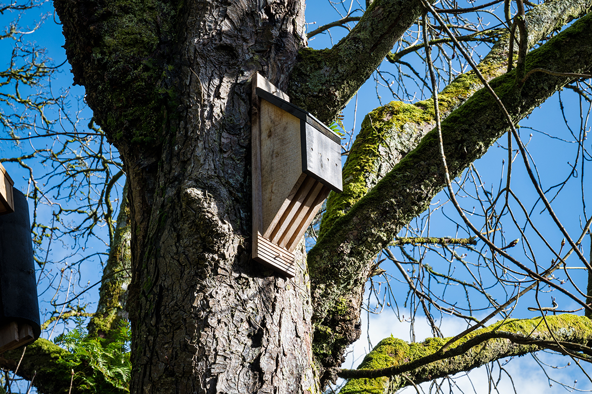 Image média: Nichoirs à chauve souris dans les parcs de la ville