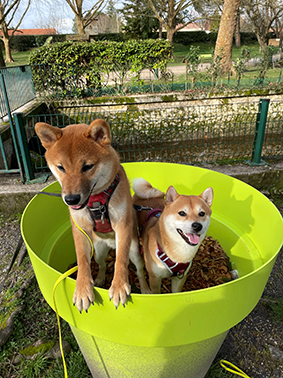 Image média: Création d'un parc à chien à Pessac - Intra Rocade
