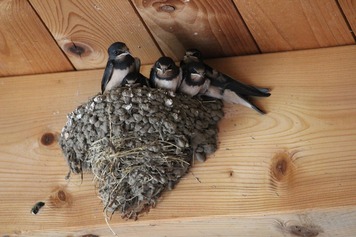 Nid hirondelle rustique