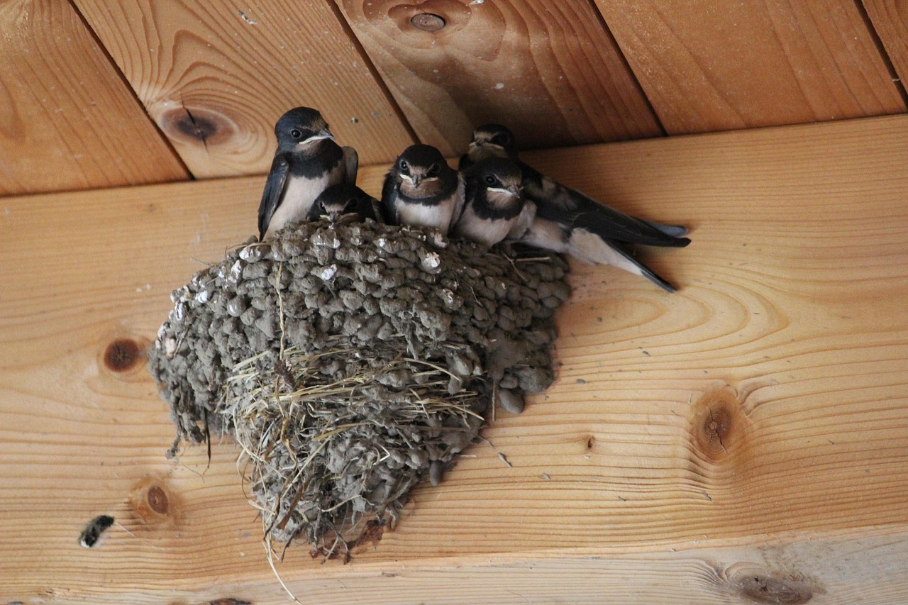 Image média: Création de nichoirs pour les hirondelles par les pessacais 